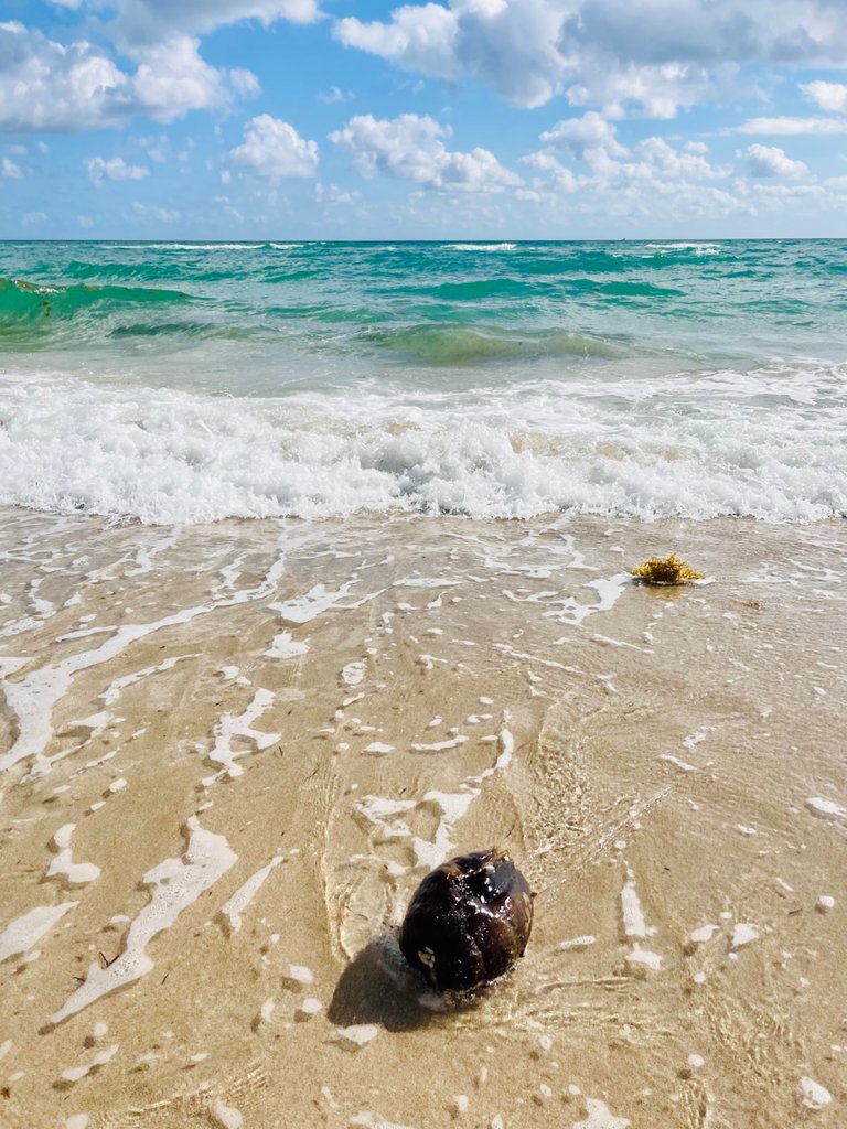 C3579568-2562-42D5-8099-BB828478B346.jpeg