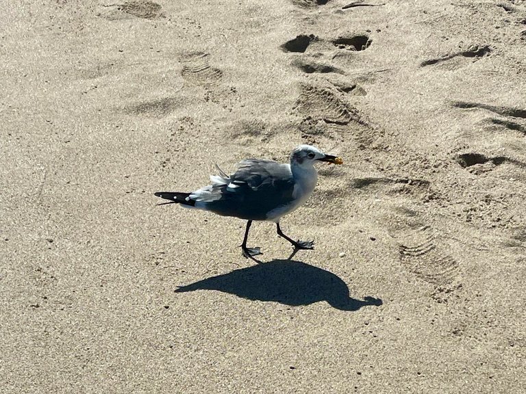 IMG_7199.jpeg