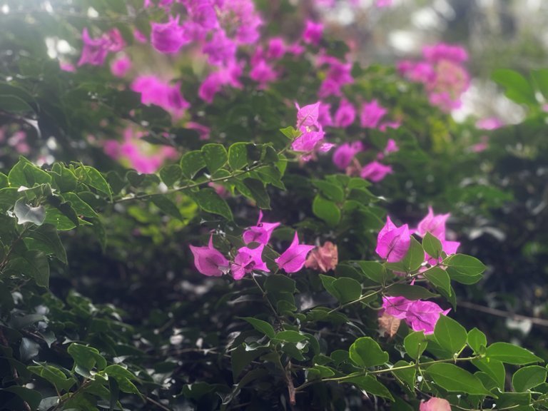 IMG_0347.jpeg