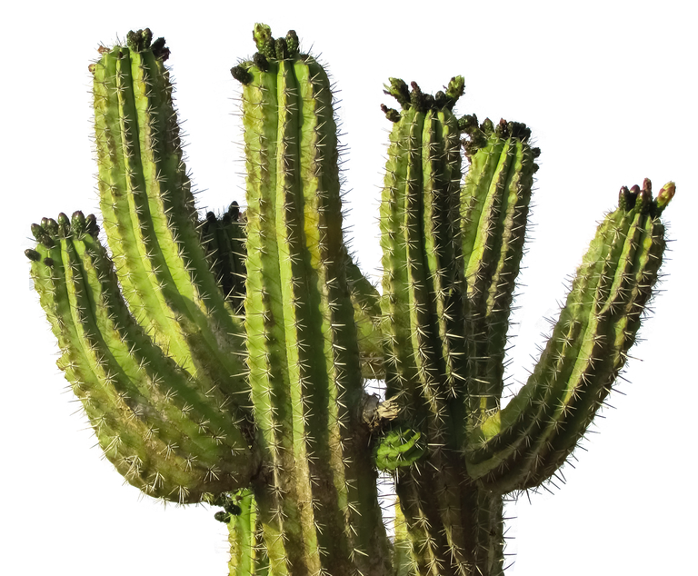 purepng.com-cactus-desert-plantnatureplantgreenhotdesertoutdoorcactus-961524675350h3ikj.png