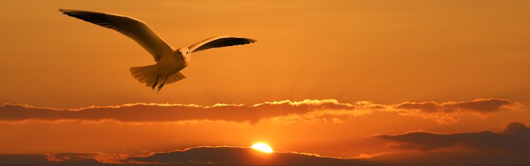 gull-gbde3c748c_1920.jpg