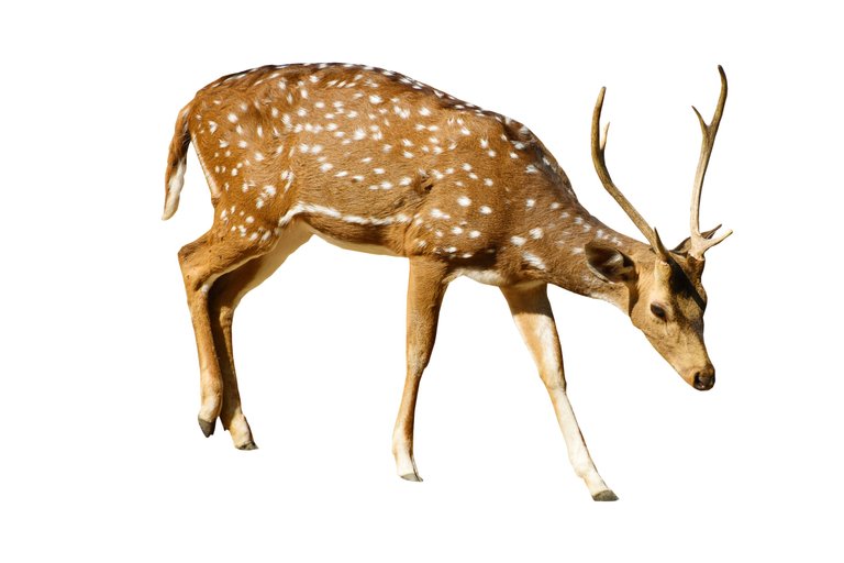 purepng.com-brown-deer-with-white-spots-standingdeerbrown-deervenisonroeroe-deer-441520280424r2uxd.png