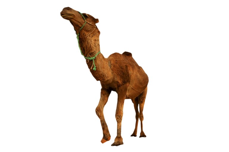 purepng.com-desert-camel-standingcameldesertdesert-animalsandsand-animalcuspcusp-animal-3615201102868quxl.png