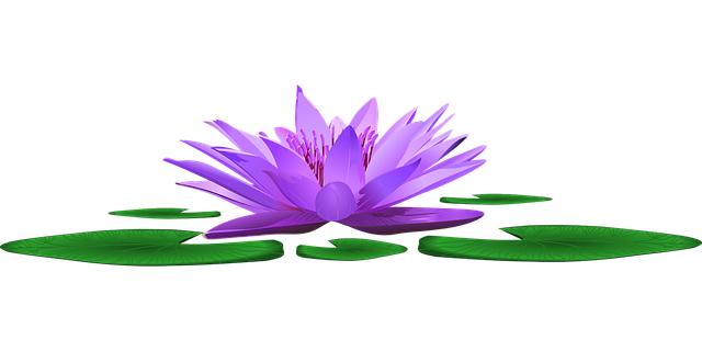 water-lily-4346599_640.png