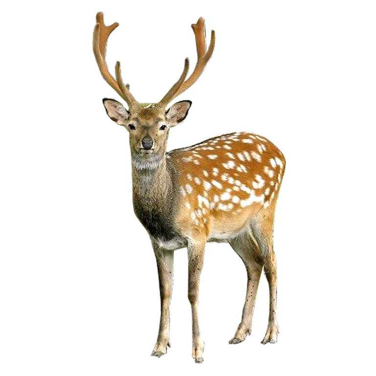 purepng.com-brown-deer-with-white-spots-standingdeerbrown-deervenisonroeroe-deer-441520280445rm00w.png