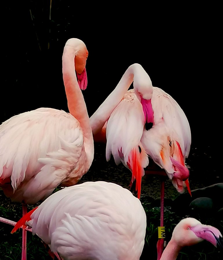 Flamingoes1.jpg