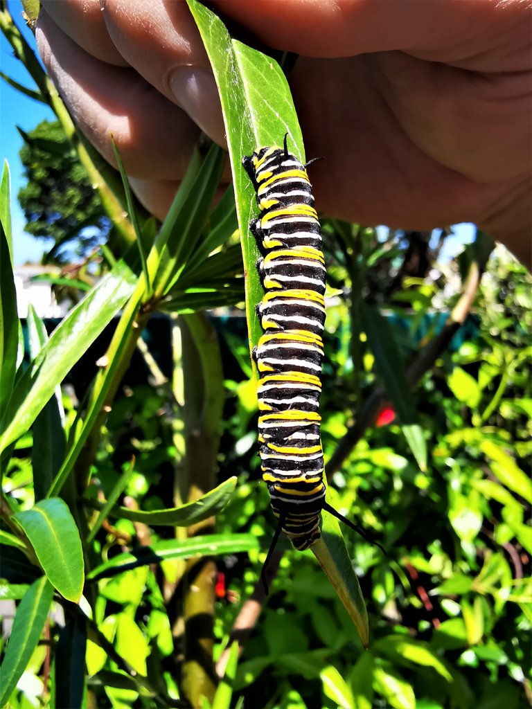 Monarch caterpillar.jpg