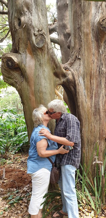 kissing tree.jpg