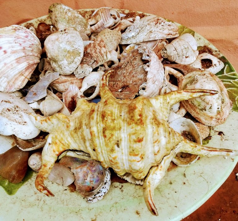 shells from ct.jpg