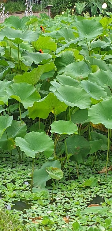 birds in lake.jpg