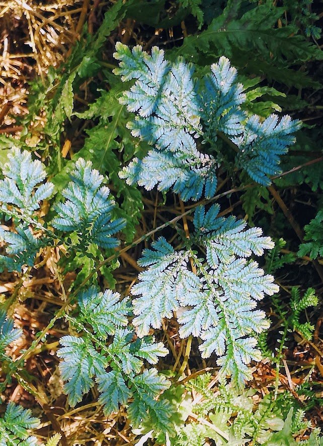 blue fern.jpg