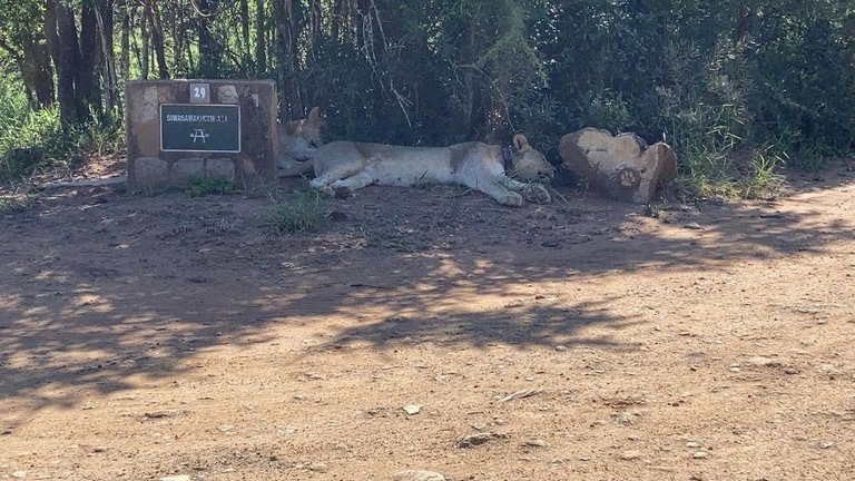 pride of lions.jpg