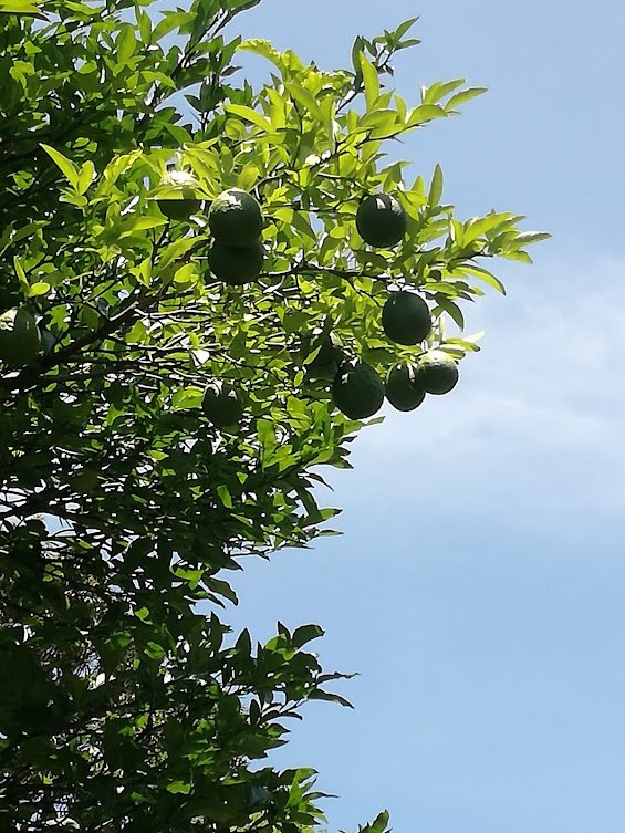 lime tree.jpg