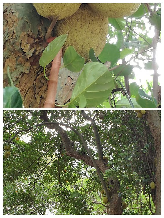 jack fruit tree.jpg