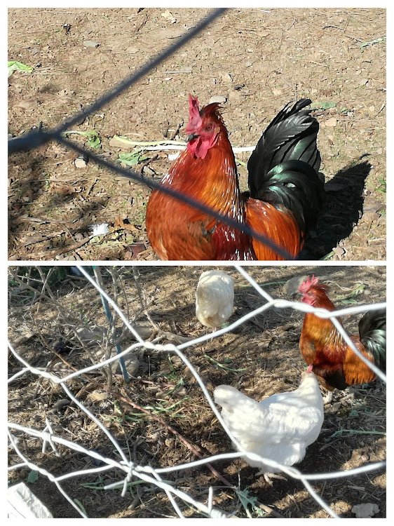 chickens in pen.jpg