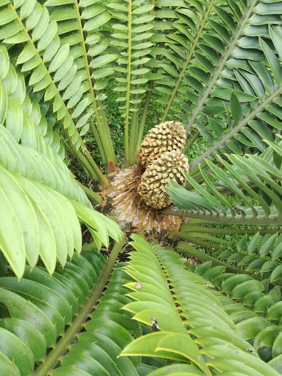 seeds cycad.jpg