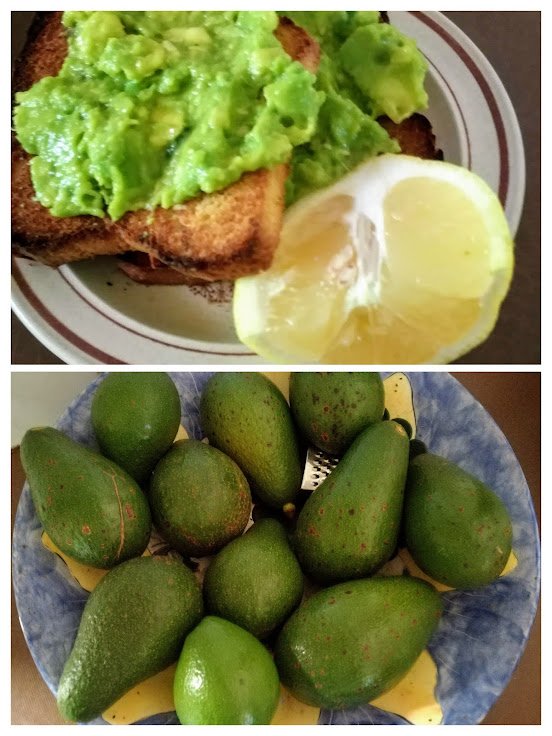 avo toast.jpg