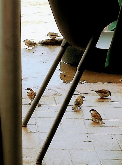 birds under table.jpg
