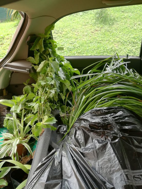 boot full of plants.jpg