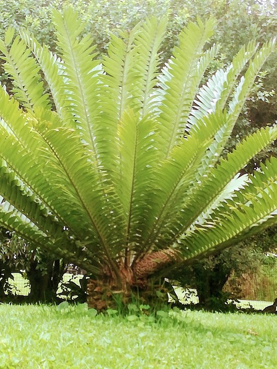 cycad 1.jpg