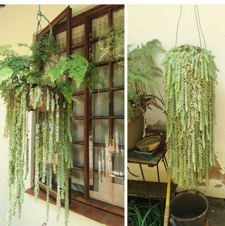 hanging bean plant.jpg