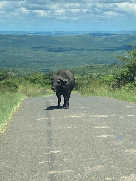buffalo in road.jpg