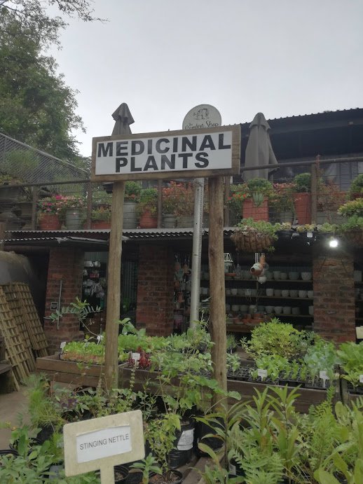 medicinal plants.jpg