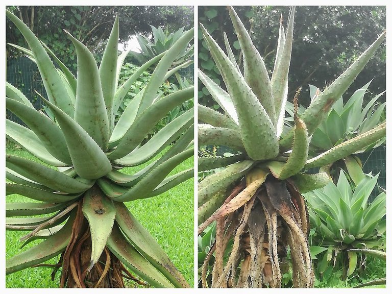 aloes.jpg