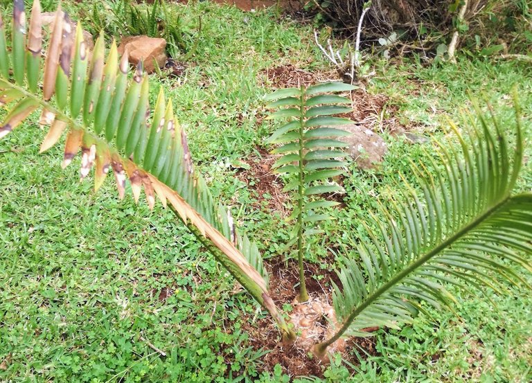 baby cycad.jpg