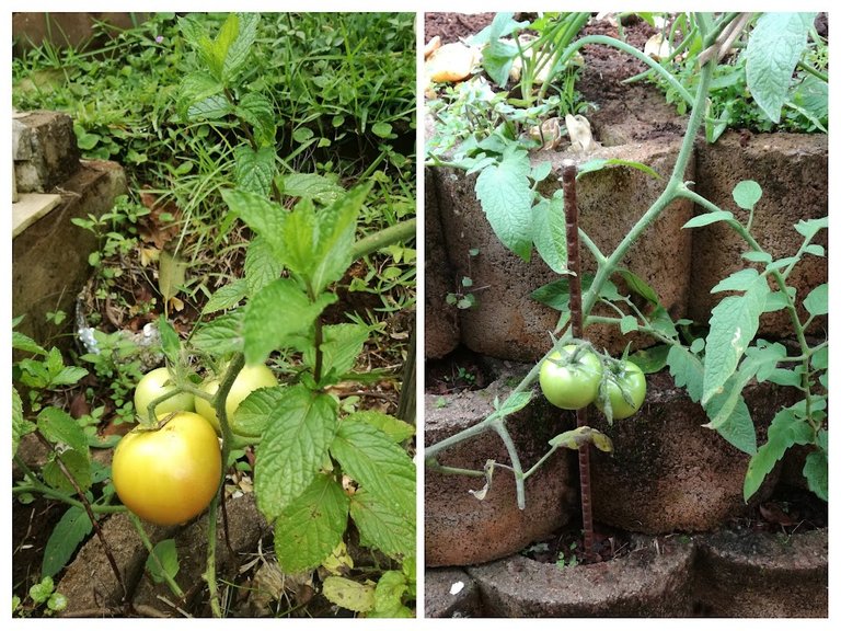 tomato plants.jpg