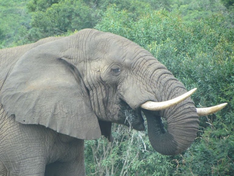 elephant 1.jpg