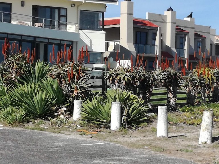 flats and aloes.jpg