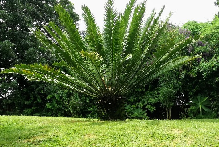 cycad ist pic.jpg