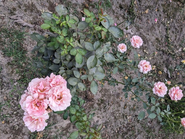 PXL_20230421_122606201.jpg
