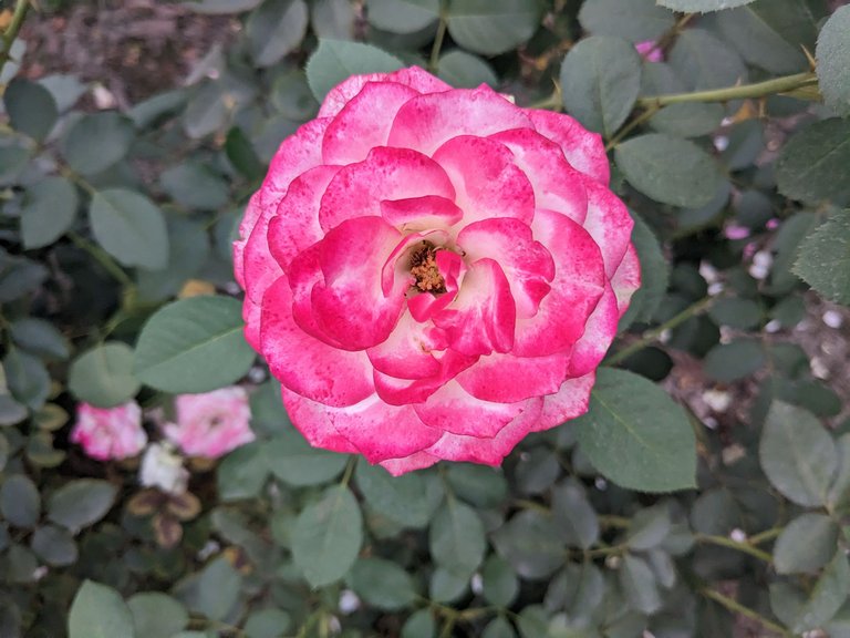 PXL_20230421_122643792.jpg