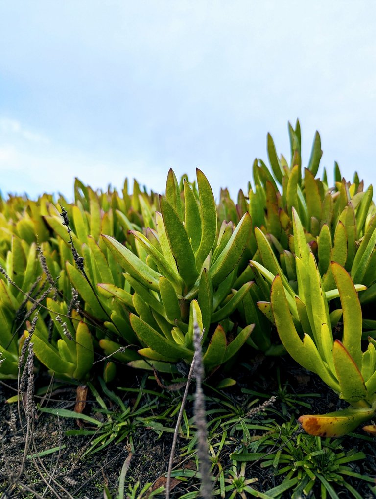 halfmoon_bay_plants_2.jpg