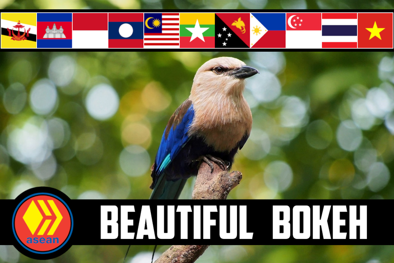 👨‍💻 ASEAN Hive Community Challenge #162 📷 Beautiful Bokeh 🤳
