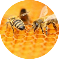 bee.png