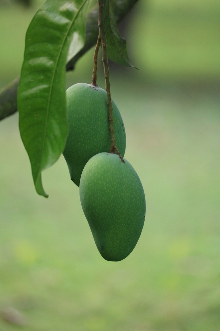 mango4967956_1280.jpg
