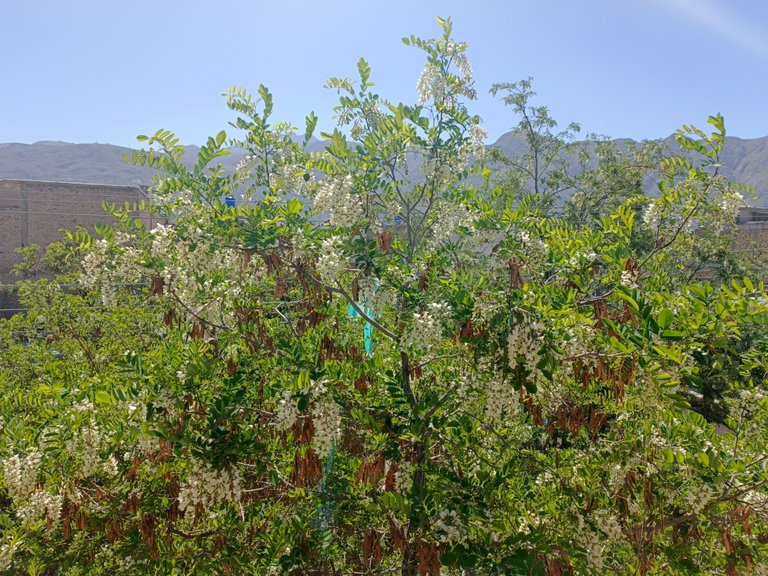 IMG_20250406_101237_985.jpg