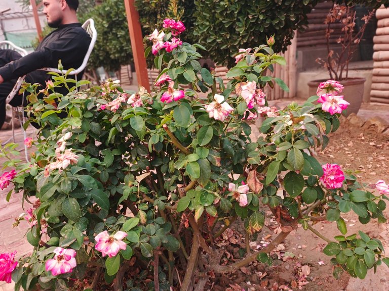 IMG_20250720_193227_720.jpg