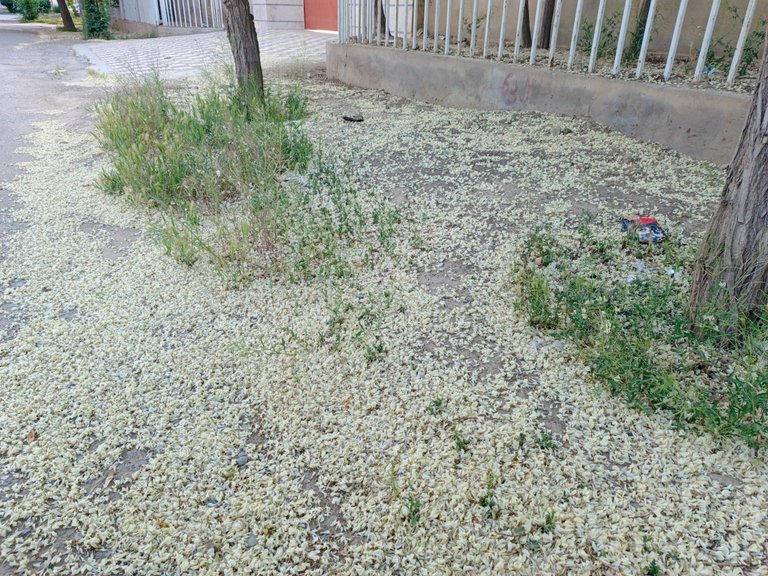 IMG_20250416_180439_171.jpg