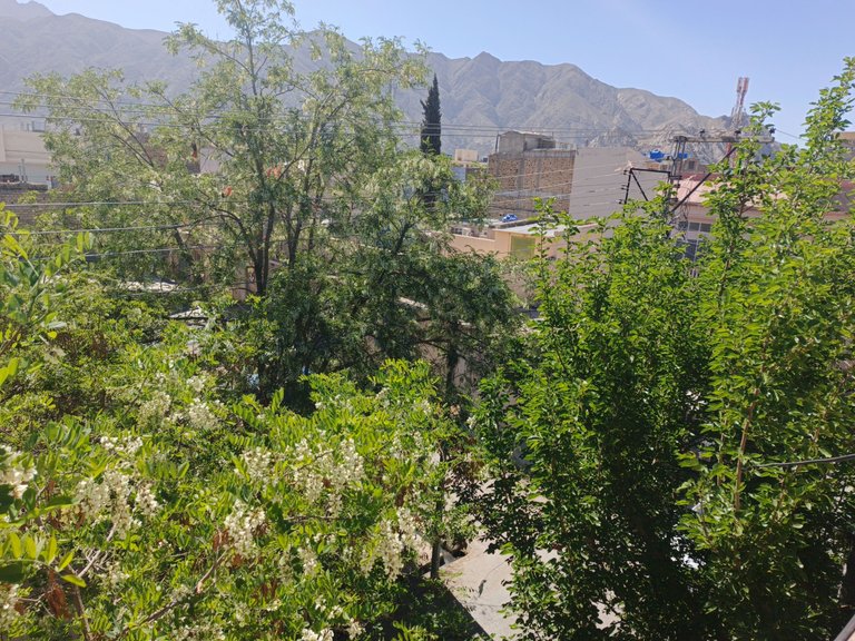 IMG_20250406_101247_598.jpg