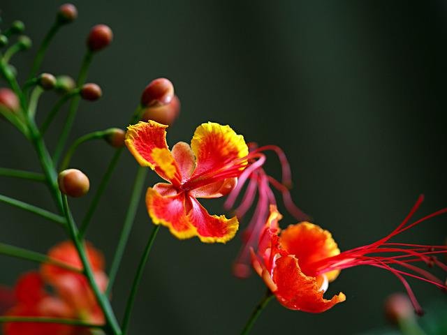 peacock-flowers-g2fd945240_640.jpg