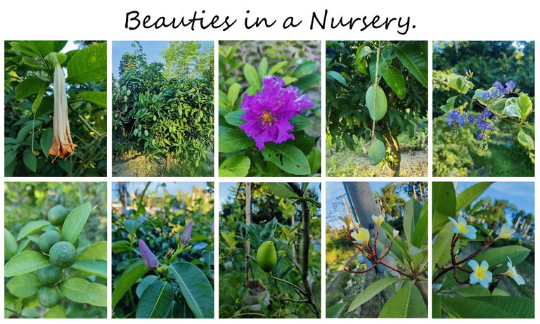 Beauties in a Nursery..jpg