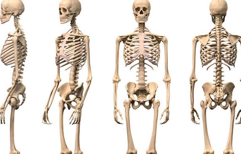 esqueleto-humano-entero.jpg