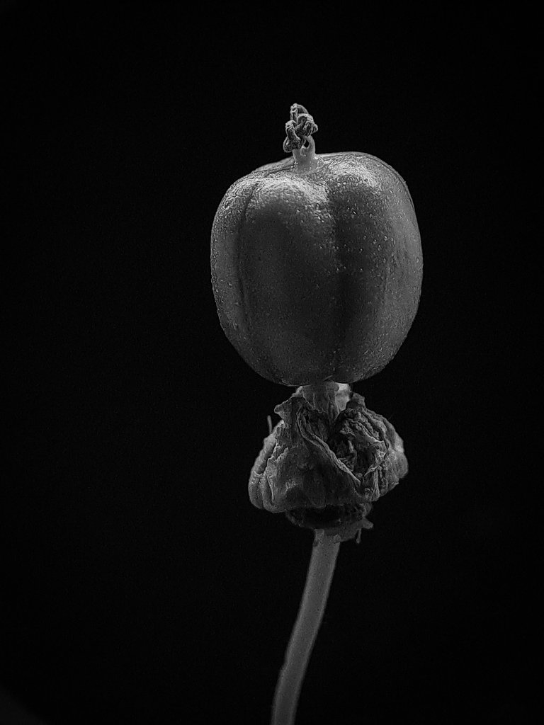 1000606471.jpg
