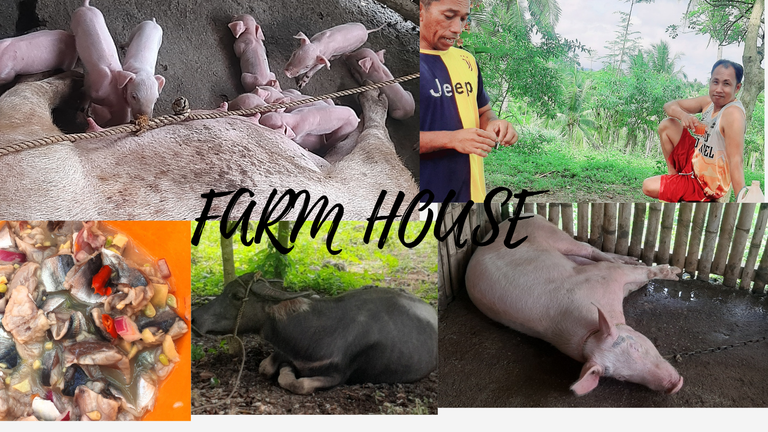 Kinilaw, Pigs, and Carabao: A Farmhouse Visit