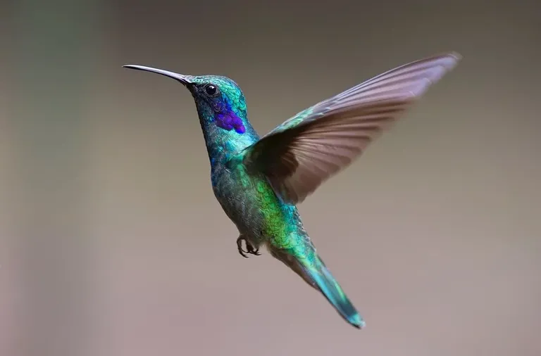 hummingbird-2139279_960_720.webp