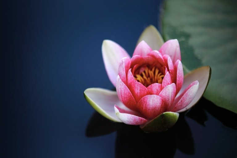 waterlilies1825477_19201024x683.jpg